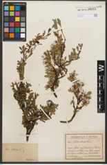 Foto von Salix retusa L.